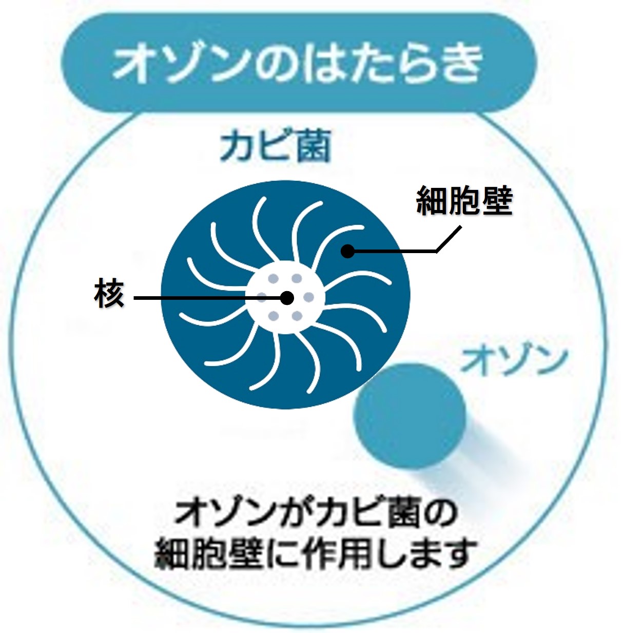 オゾンのはたらき オゾンがカビ菌の細胞壁に作用します