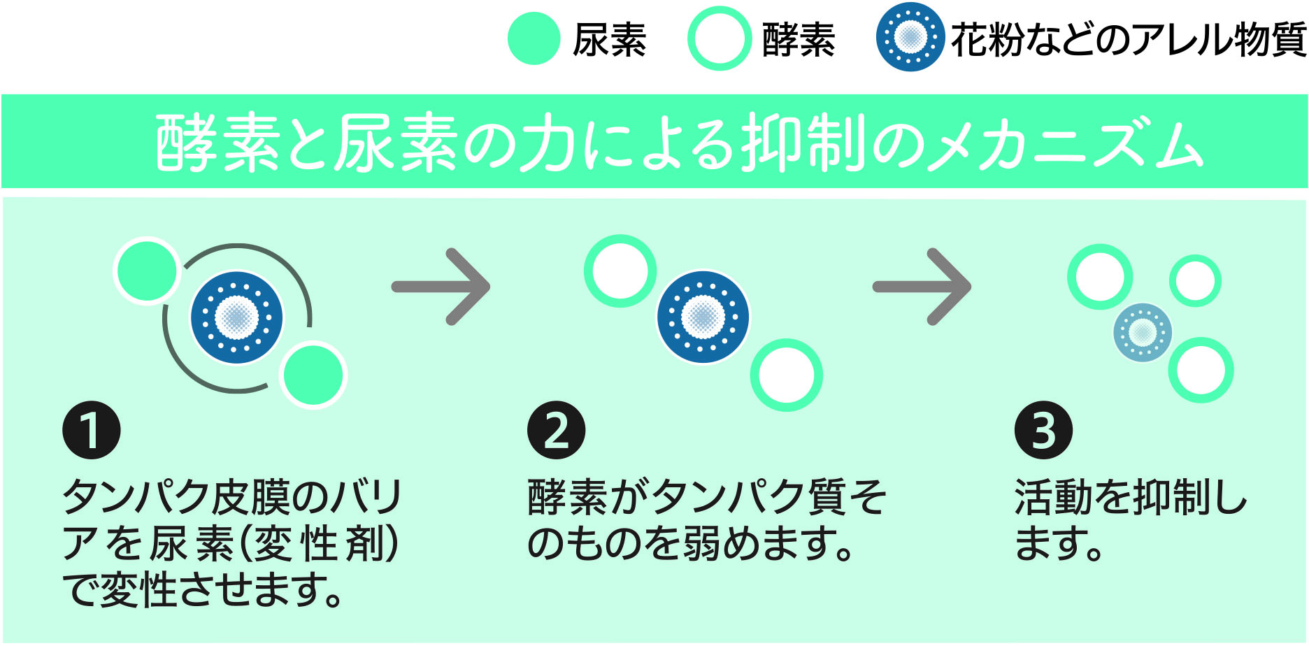 酵素と尿素の力による抑制のメカニズム 1 タンパク皮膜のバリアを尿素(変性剤)で変性させます。　2 酵素がタンパク質そのものを弱めます。　3 活動を抑制します。